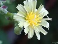 c005.webp