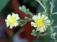 c006.webp