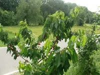 P1130608.webp