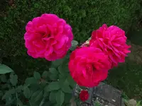DSC04167.webp