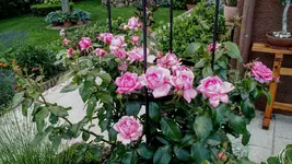 IMG_20180602_173155661.jpg