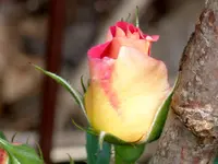 Bajazzo1.webp