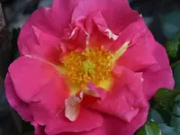Bajazzo2.webp