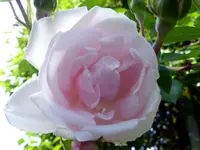 New Dawn1.webp