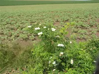 IMG_1510.webp