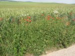 IMG_1530.JPG