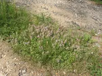 IMG_1535.webp