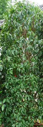 Pflanze2a.webp