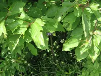 IMG_1574.JPG