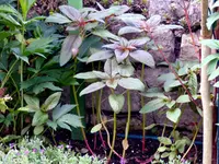 Amaranth.webp Amaranth.webp