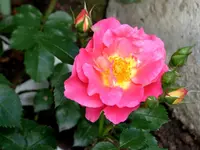 Bajazzo.webp Bajazzo.webp