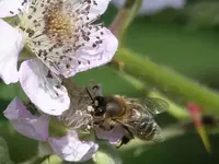 Brombeerblüte1.webp Brombeerblüte1.webp