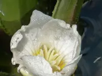 Krebsschere blüht.webp Krebsschere blüht.webp