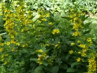 Lysimachia.jpg