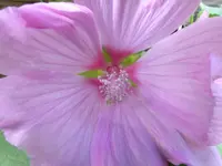 Malve.webp Malve.webp