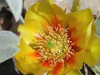 Opuntie.webp Opuntie.webp