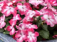 Pretty in pink - Lieschen.webp Pretty in pink - Lieschen.webp