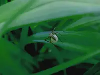 Spinnie.webp Spinnie.webp