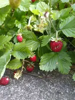 IMG_20180603_162615.webp IMG_20180603_162615.webp