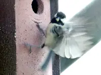 Meise2.webp Meise2.webp