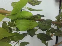 20180603_182032.webp