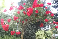IMG_4944.jpg