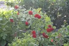 IMG_5004.webp