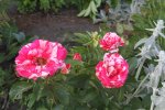 IMG_5006.jpg