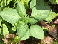 2018-06-01.webp