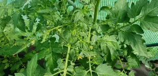 20180604_105114.webp