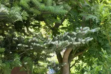 Koreatanne Nadelkleber.webp