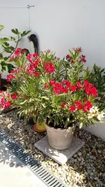 IMG_20180604_103634786.jpg