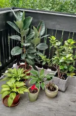 IMG_20180530_071806891_HDR.webp