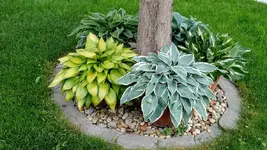 IMG_20180530_071242778.webp