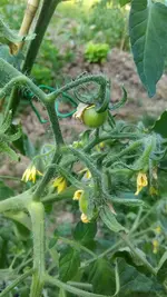 IMG_20180604_193502.webp