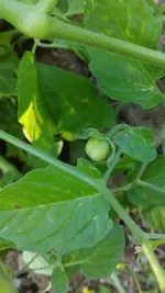 IMG_20180604_193421.webp