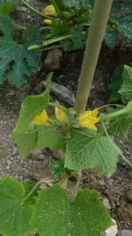 IMG_20180604_193152.jpg