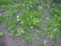 Garten_04_06_2018 (3).webp