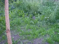 Garten_04_06_2018 (17).webp