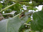 Garten_01_06_2018 (17).JPG