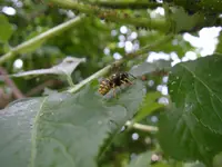 Garten_01_06_2018 (17).webp
