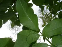 Garten_01_06_2018_einsamer räuber (33).jpg