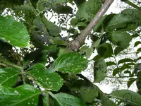 Garten_01_06_2018_mark (1).webp