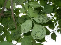 Garten_01_06_2018_Mark (9).webp