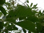 Garten_01_06_2018_Mark_2waechter(20).jpg