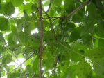 Garten_01_06_2018_mark_abflugbereit (18).jpg