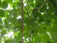 Garten_01_06_2018_mark_abflugbereit (18).webp