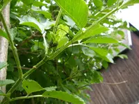 Garten_01_06_2018_Mark_Fliege1 (13).webp