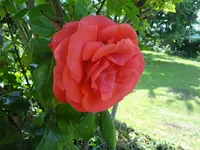 DSC03072.webp