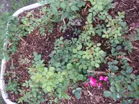 Garten_04_06_2018 (6).webp Garten_04_06_2018 (6).webp